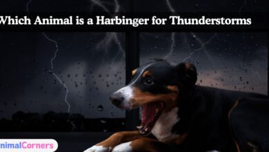 Which Animal is a Harbinger for Thunderstorms