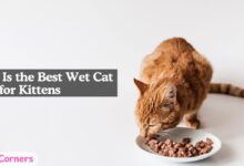 What Is the Best Wet Cat Food for Kittens