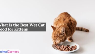 What Is the Best Wet Cat Food for Kittens