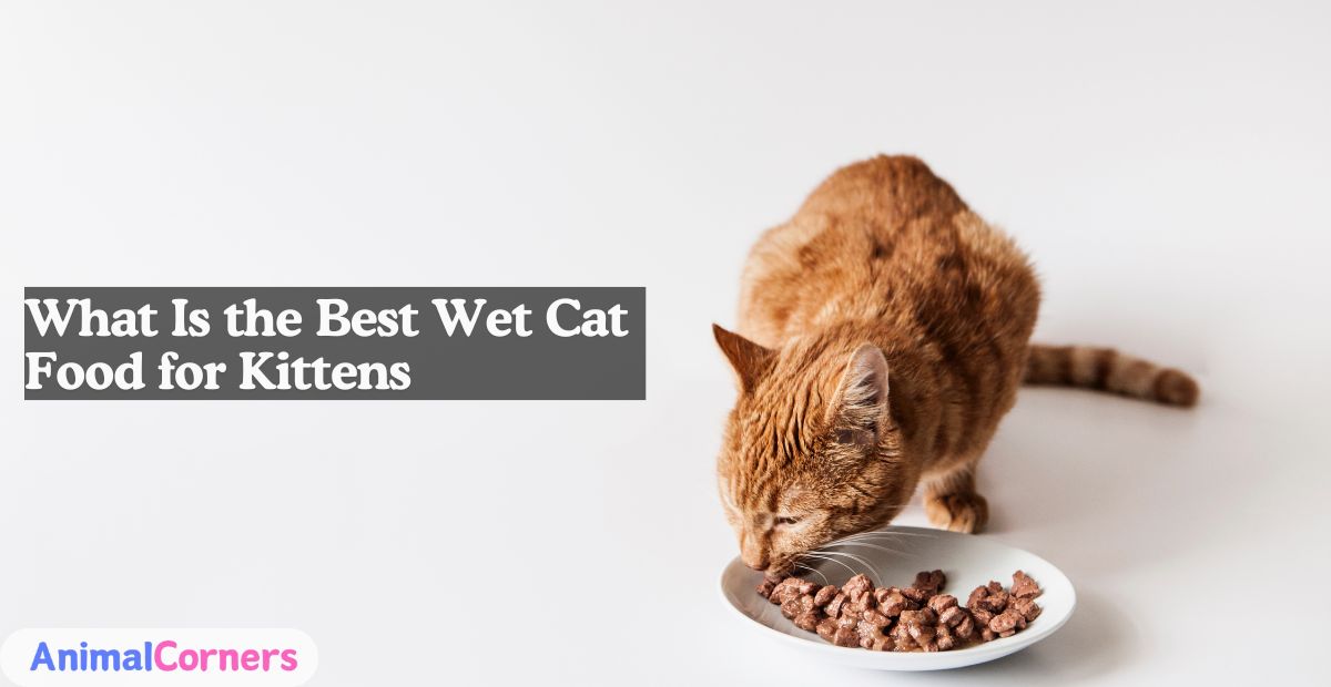 What Is the Best Wet Cat Food for Kittens