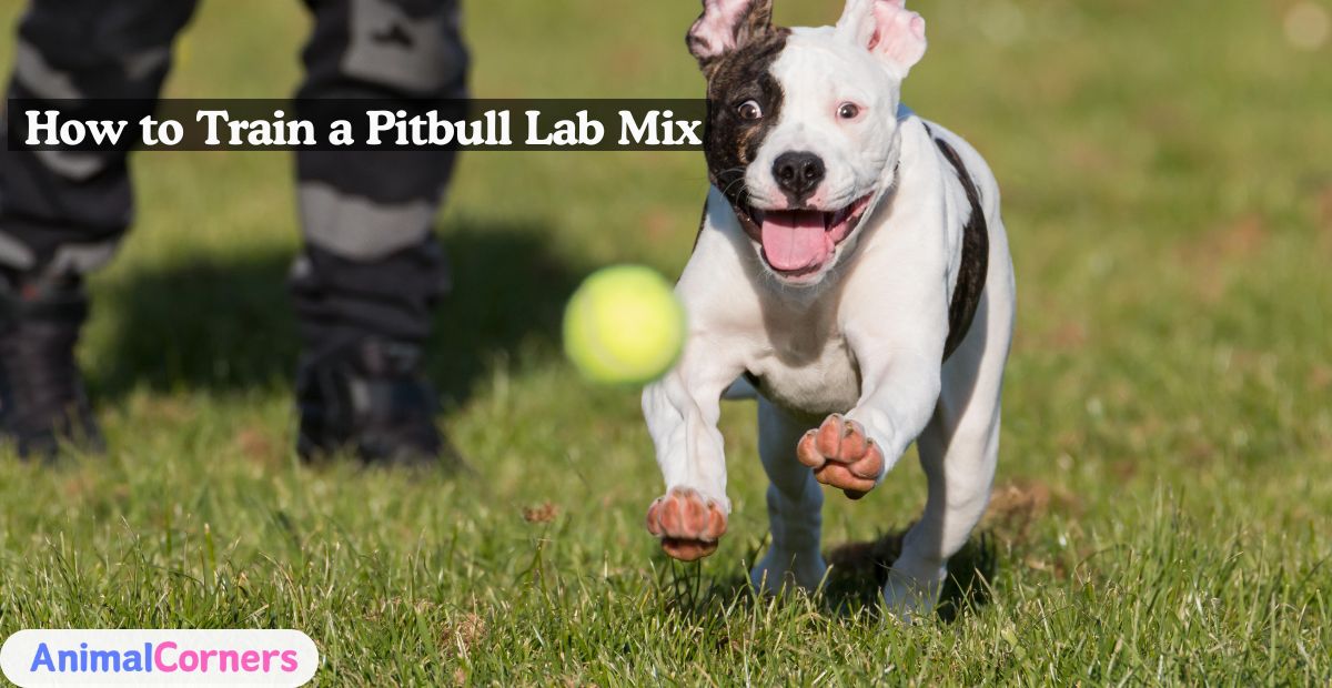 Pitbull Lab Mix