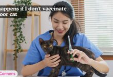 What happens if I don't vaccinate my indoor cat