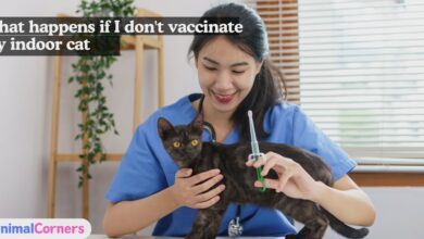 What happens if I don't vaccinate my indoor cat