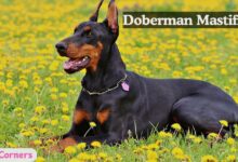 Doberman Mastiff Mix