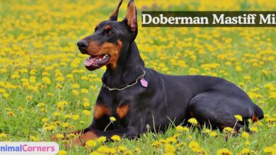 Doberman Mastiff Mix