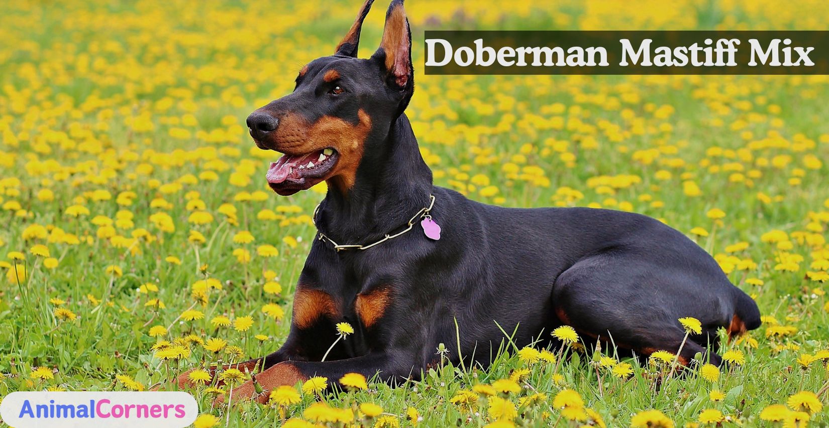 Doberman Mastiff Mix