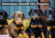 Doberman Mastiff Mix puppies