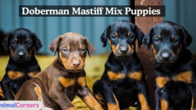 Doberman Mastiff Mix puppies