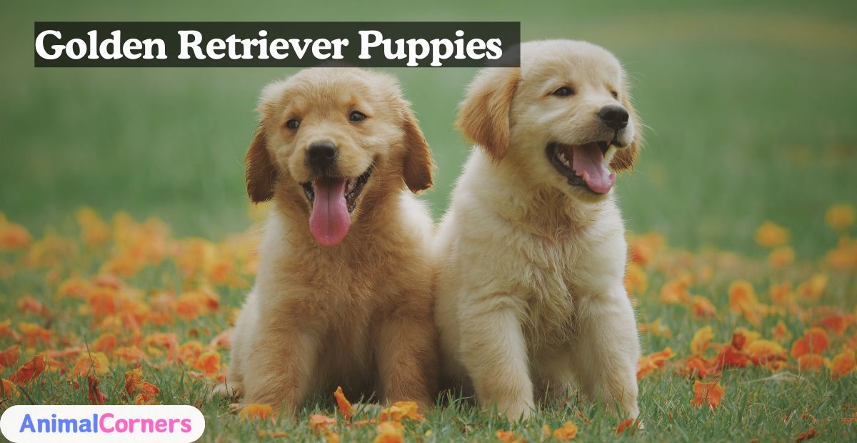 Golden Retriever Puppies