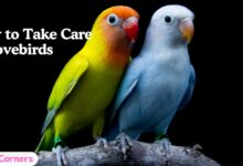 How to Take Care of Lovebirds