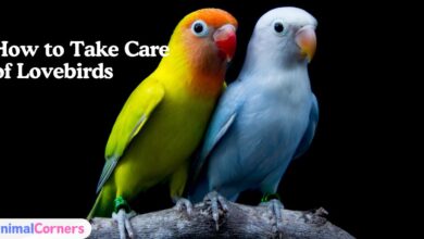 How to Take Care of Lovebirds