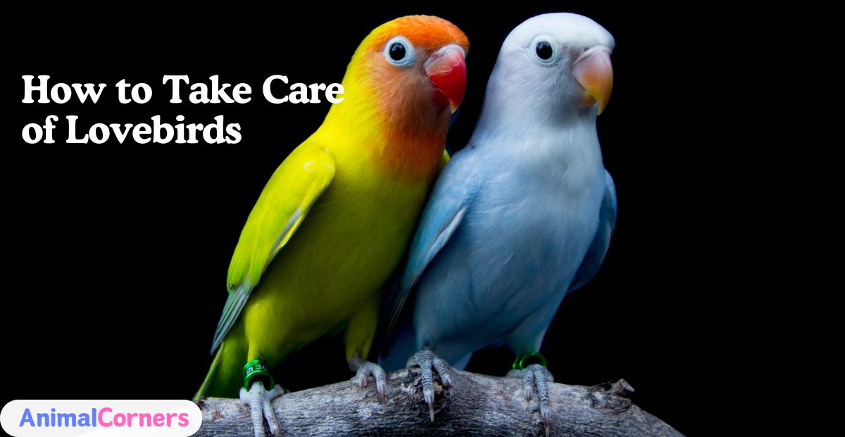 How to Take Care of Lovebirds