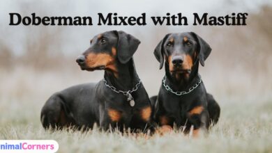 A majestic Doberman mixed with Mastiff standing alert in a green yard.