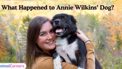 What Happened to Annie Wilkins Dog