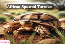 African Spurred Tortoise