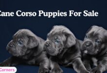 Cane Corso Puppies for Sale