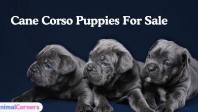 Cane Corso Puppies for Sale