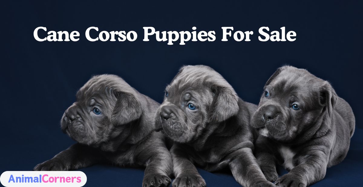 Cane Corso Puppies for Sale