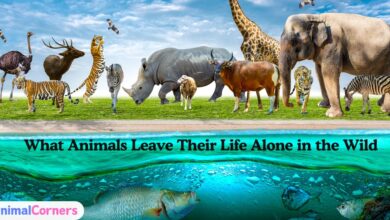 What Animals Leave Their Life Alone in the Wild