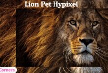 Lion Pet Hypixel