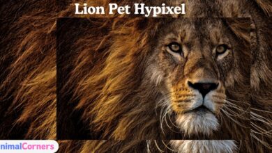 Lion Pet Hypixel