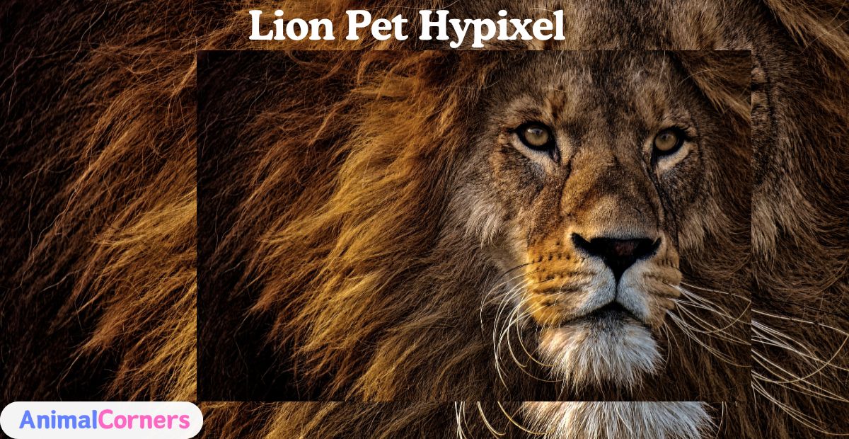 Lion Pet Hypixel