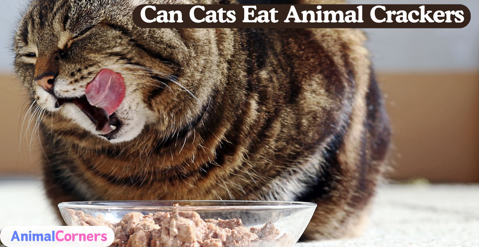 Can Cats Eat Animal Crackers