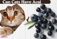 Can Cats Have Acai