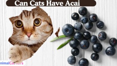 Can Cats Have Acai