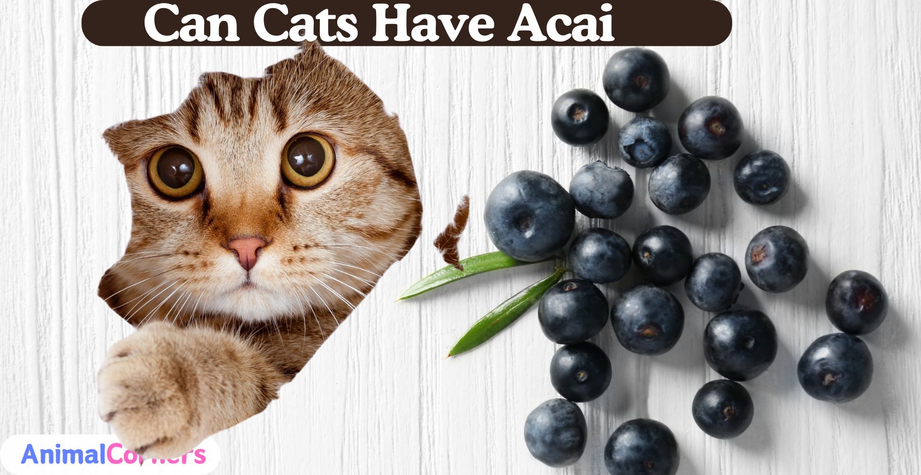 Can Cats Have Acai