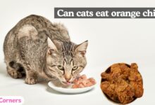 Can Cats Eat Orange Chicken