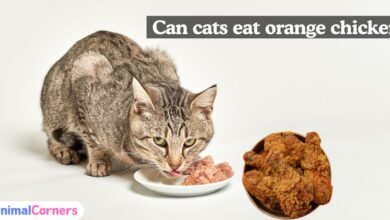 Can Cats Eat Orange Chicken