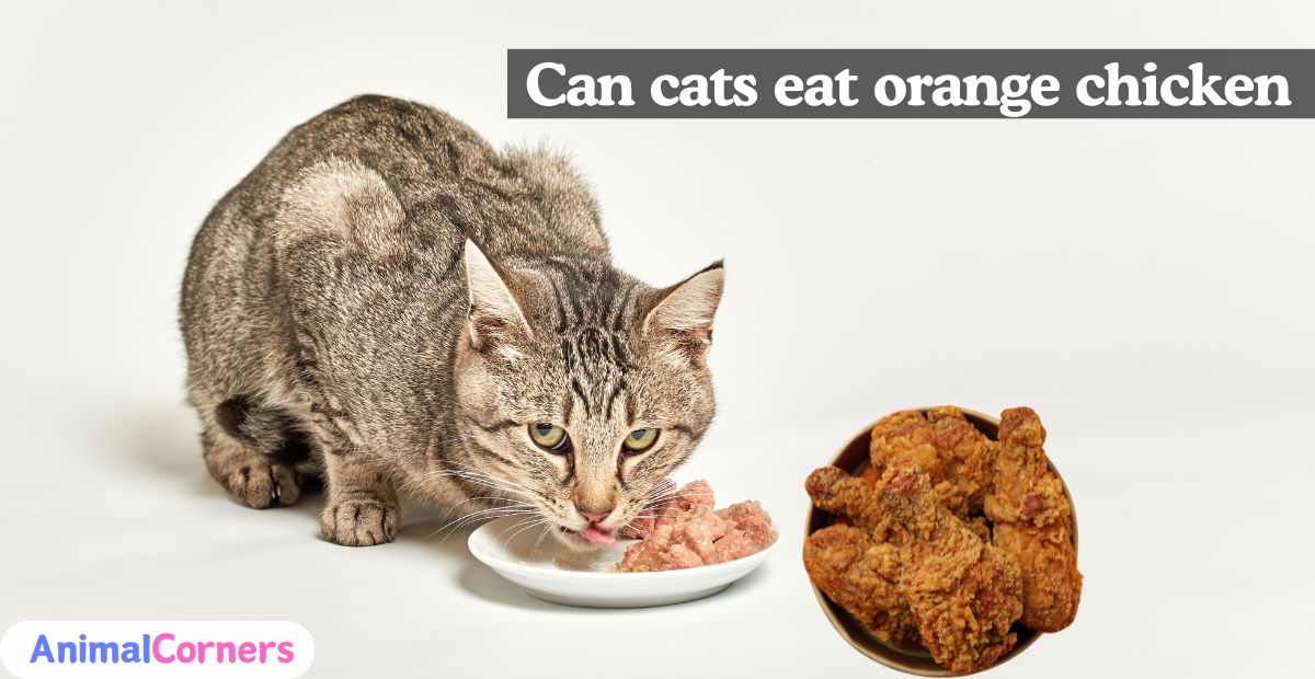 Can Cats Eat Orange Chicken