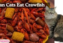 Can Cats Eat Crawfish