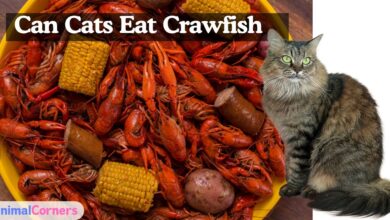 Can Cats Eat Crawfish