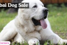 Alabai Dog Sale