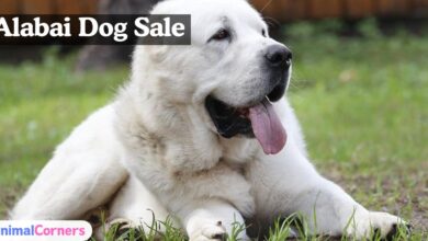 Alabai Dog Sale