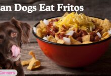 Can Dogs Eat Fritos