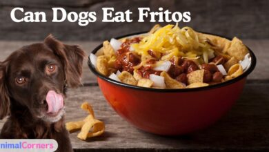 Can Dogs Eat Fritos