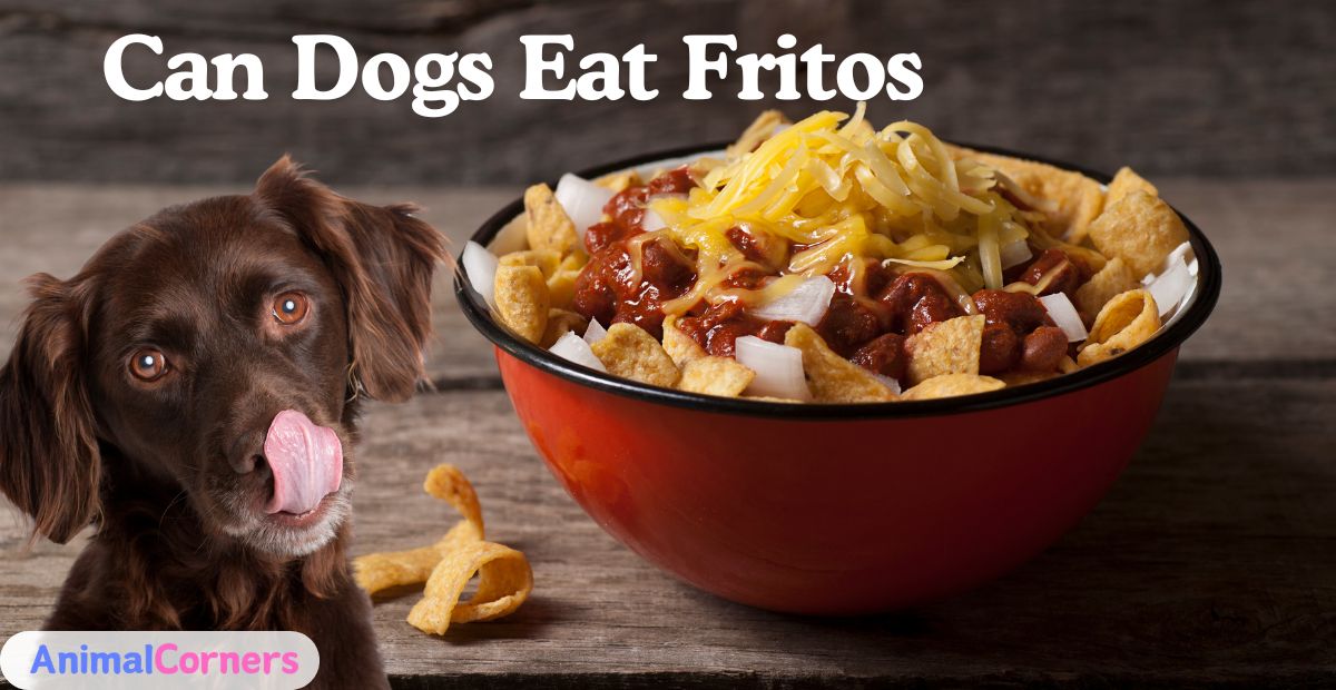 Can Dogs Eat Fritos