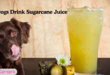 Can Dogs Drink Sugarcane Juice