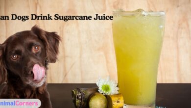 Can Dogs Drink Sugarcane Juice