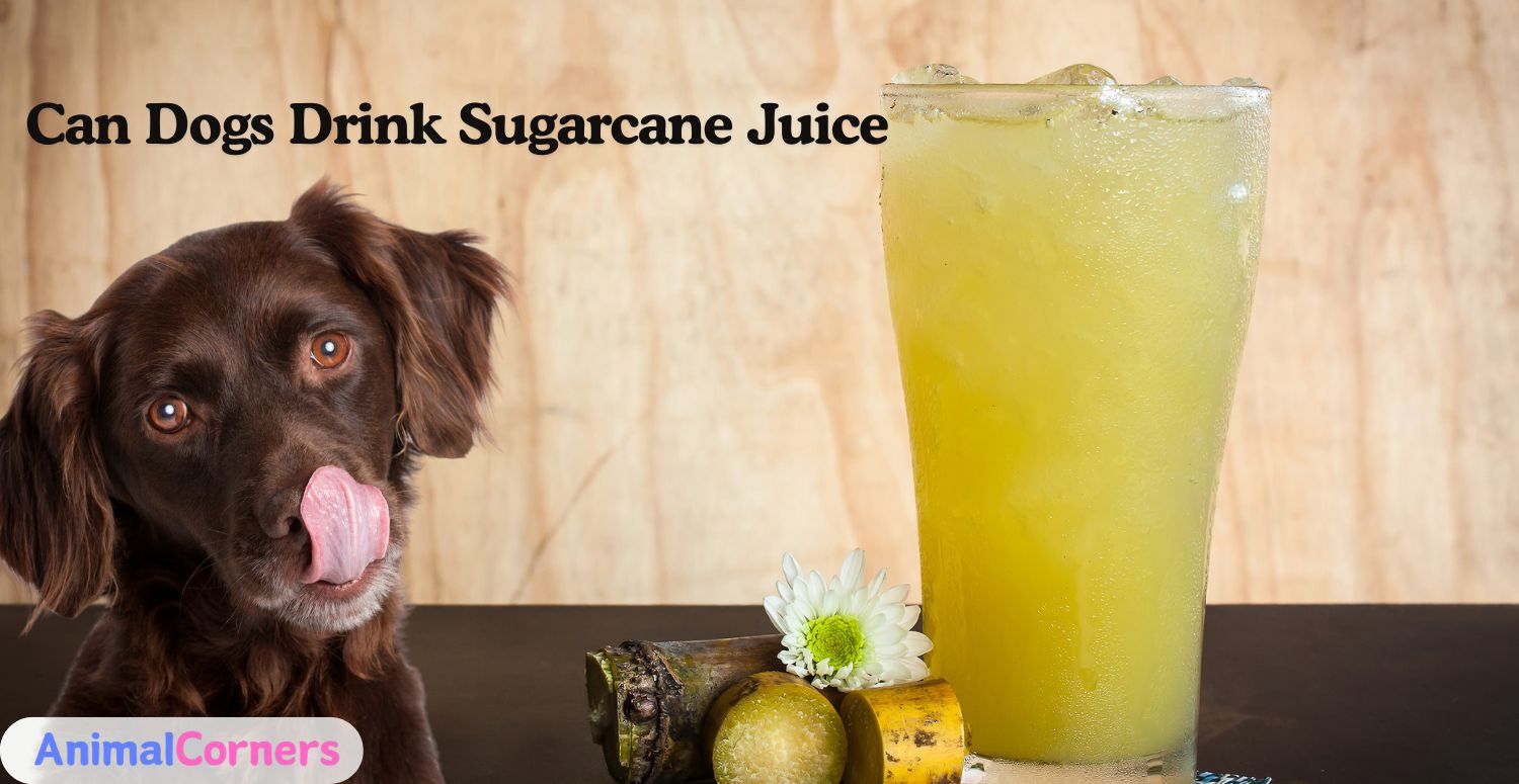 Can Dogs Drink Sugarcane Juice